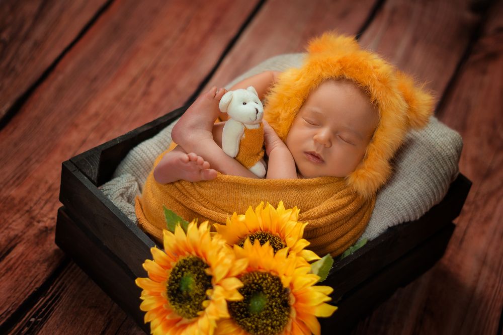 Львенок в подсолнухах