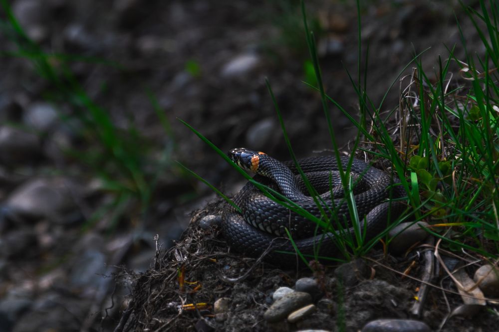 Пригретая солнцем