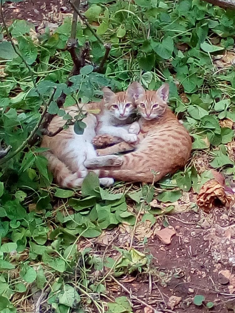 Feral Kittens