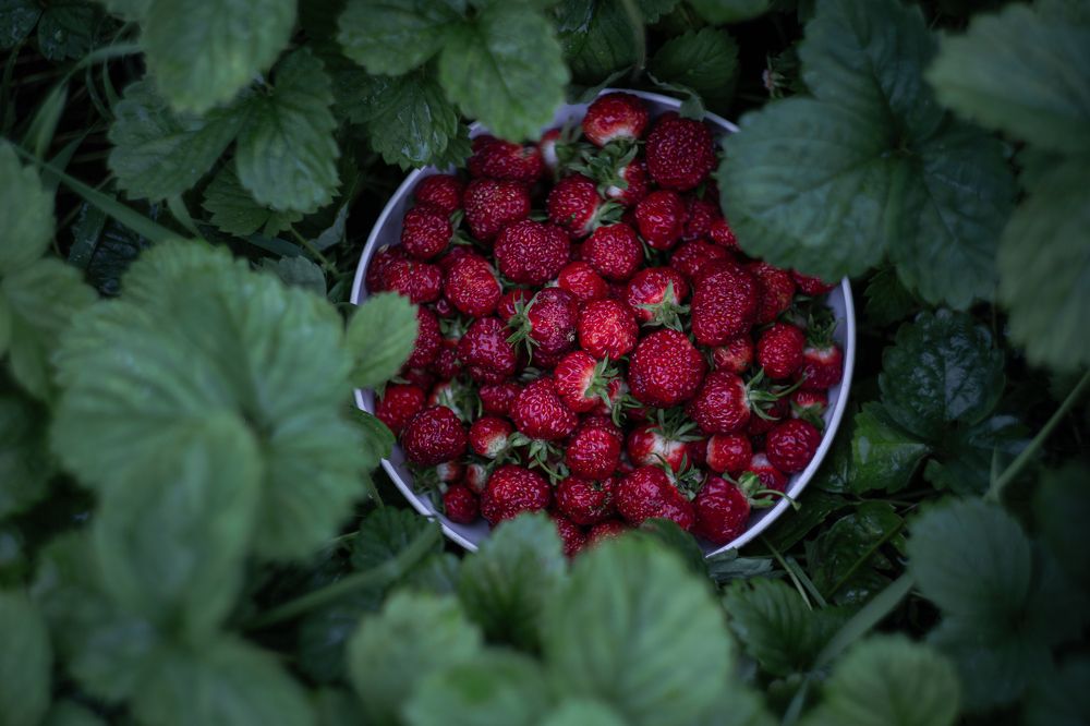 Photograph by Натали Чалык