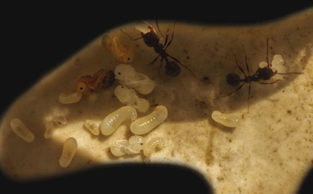 Тайная жизнь муравьев