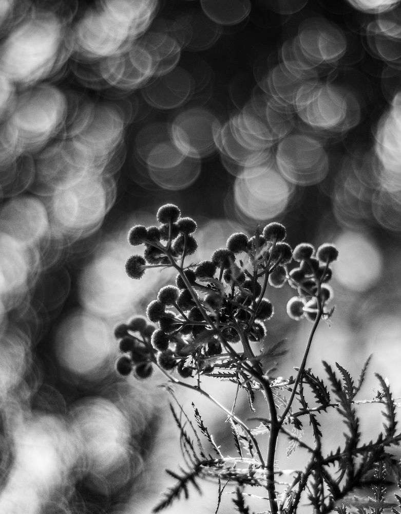 Photograph by Лариса Лофицкая