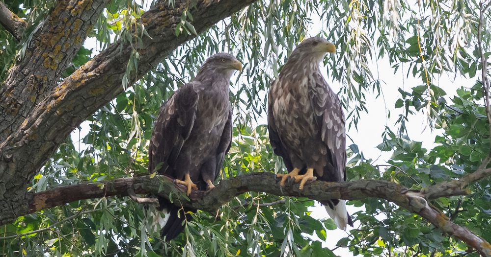 Влюбленная парочка орлан белохвост - Couple in love white-tailed eagle