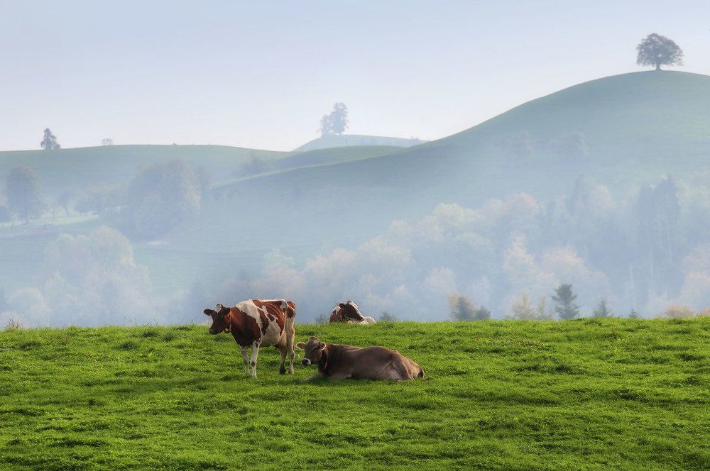 Photograph by Галина Хвостенко