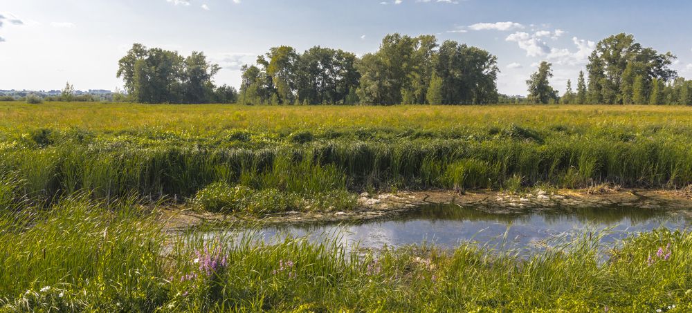 Заросшее озеро