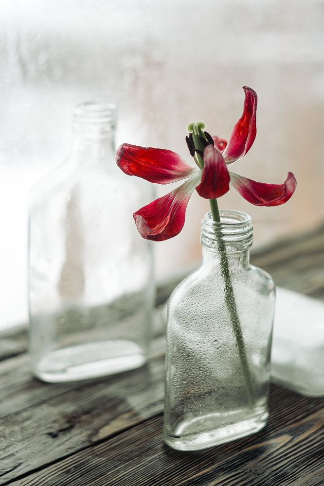 Photograph by Натали Чалык