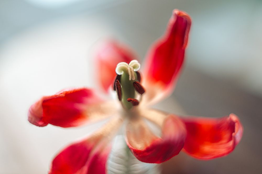 Photograph by Натали Чалык