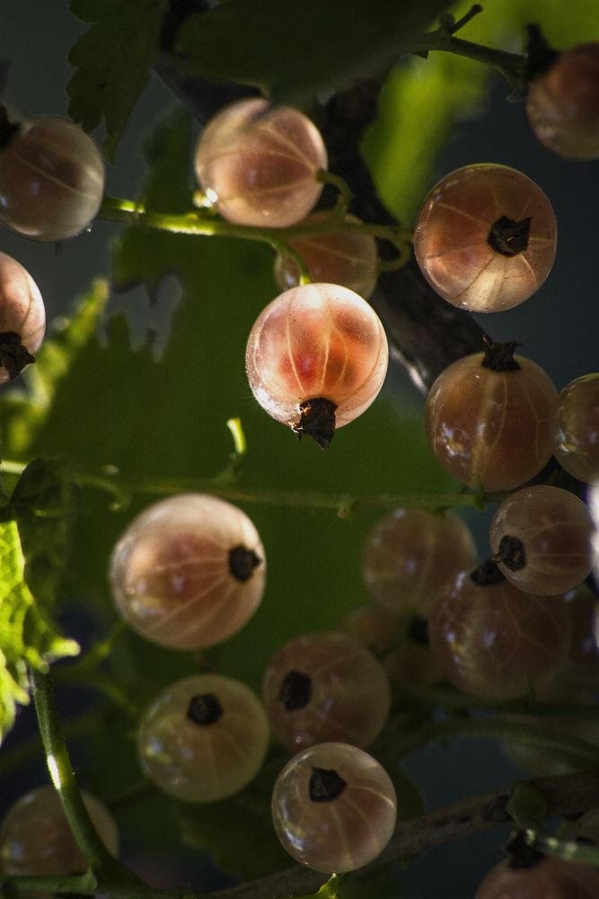 Витаминный янтарь.