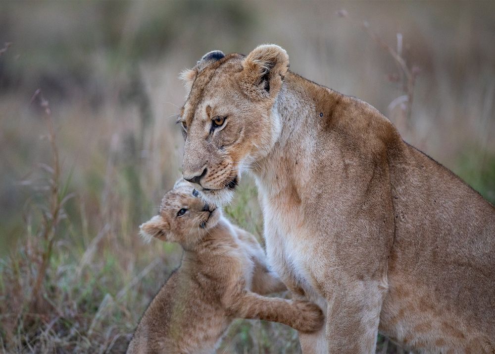 Lion Mom with her Cute Cub