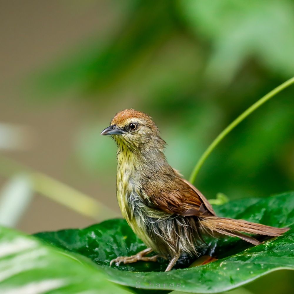 Pin Striped tit babbler