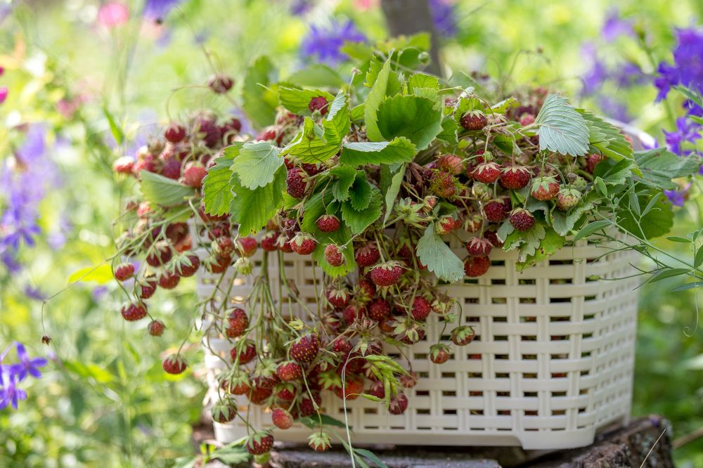 Photograph by Евгения Бочарова