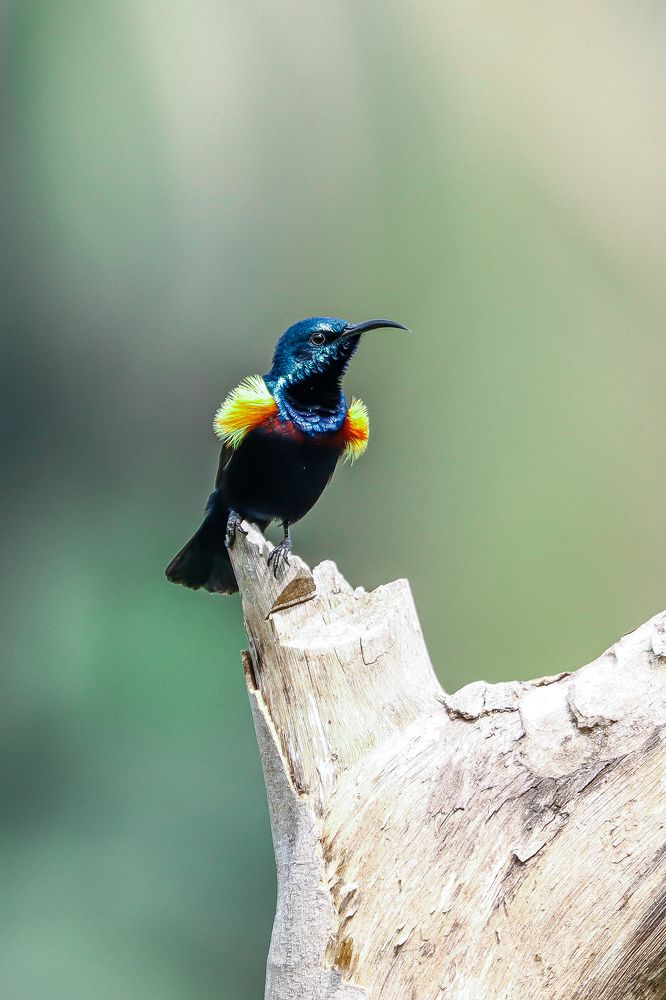 Purple Sunbird