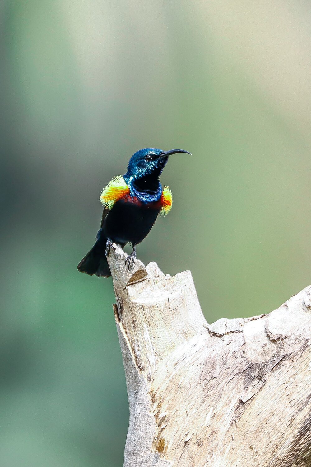 Purple Sunbird