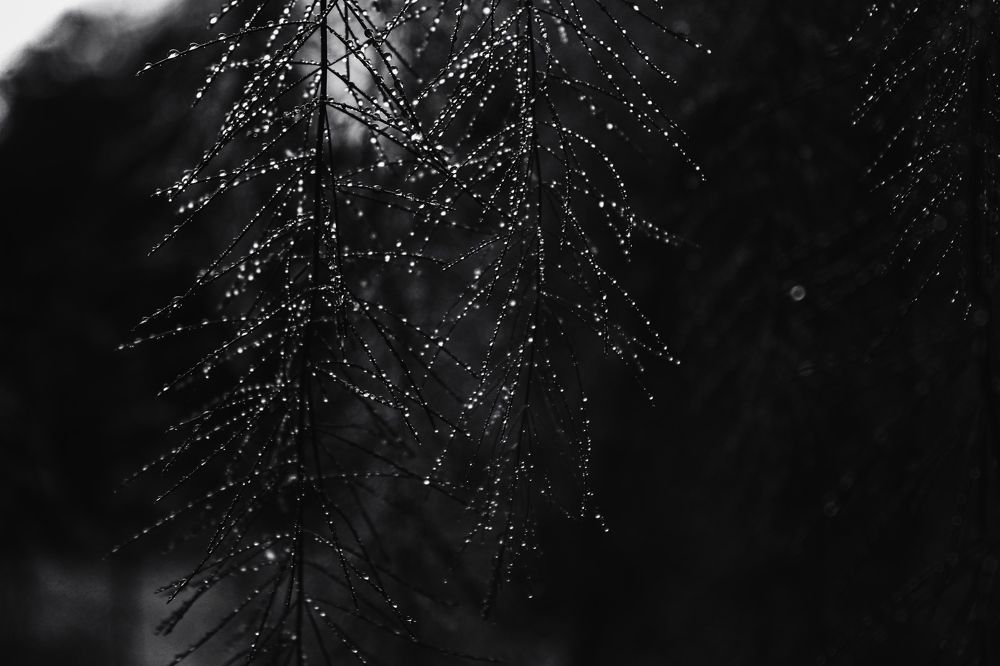 Photograph by Кристина Полякова