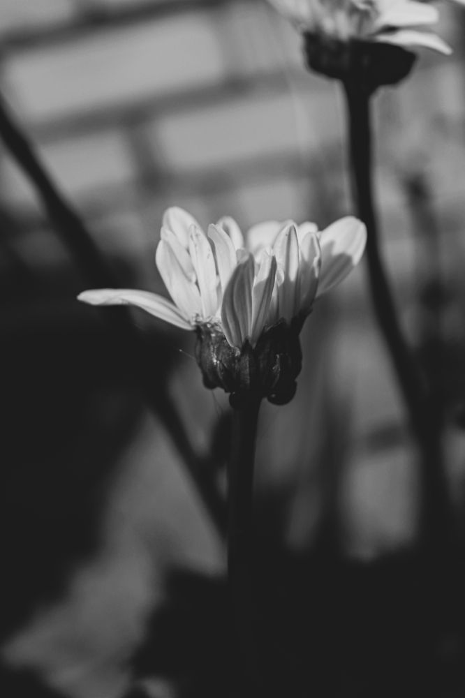 Photograph by Кристина Полякова