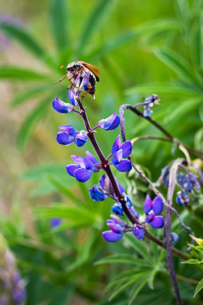 Милейший жук