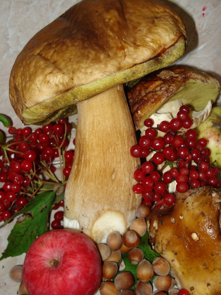 Фотография автора Елена Пикатова