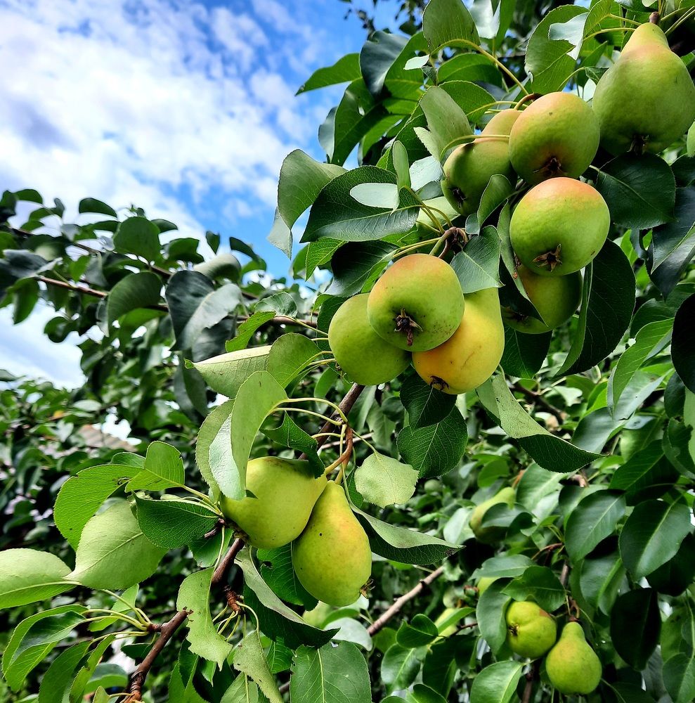 Зреет урожай