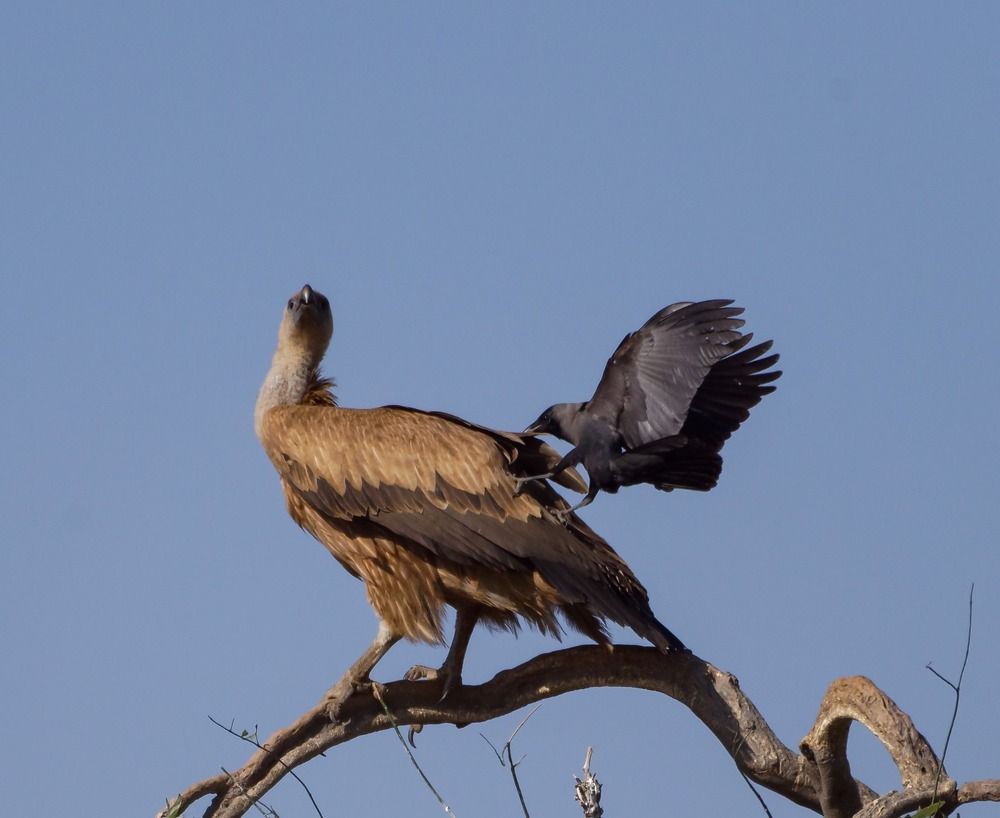 Photograph by Sartaj Singh Bamrah