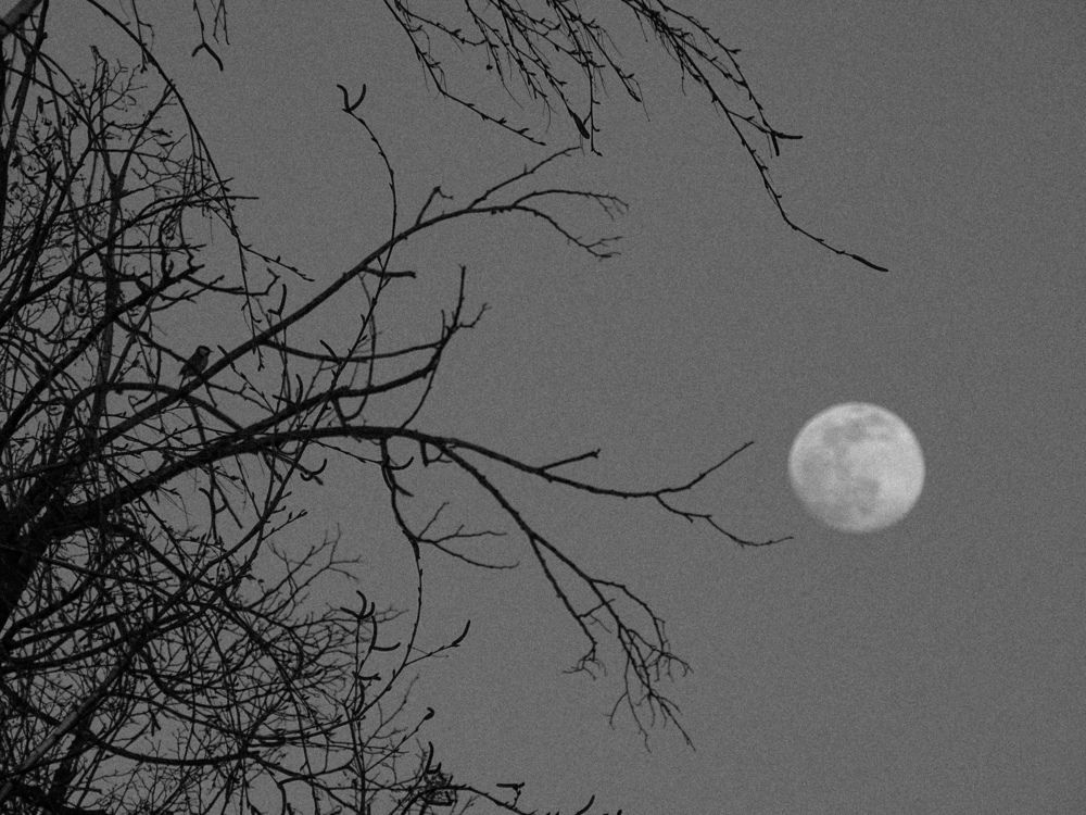 February Full (Snow) Moon