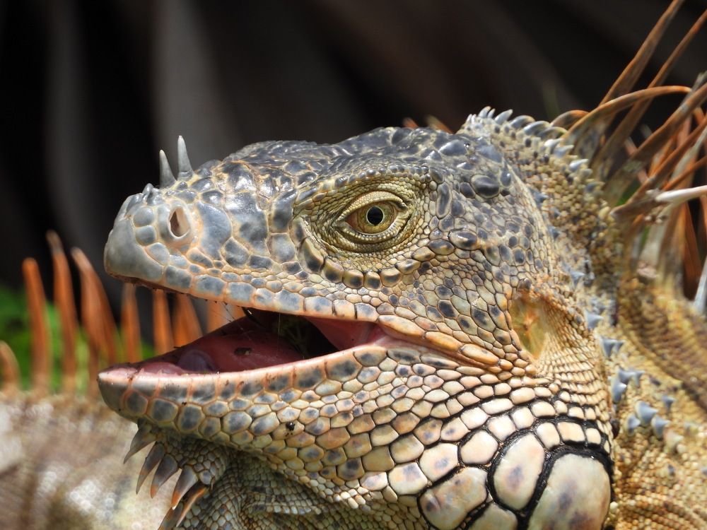 Photograph by Senthil Venugopalan