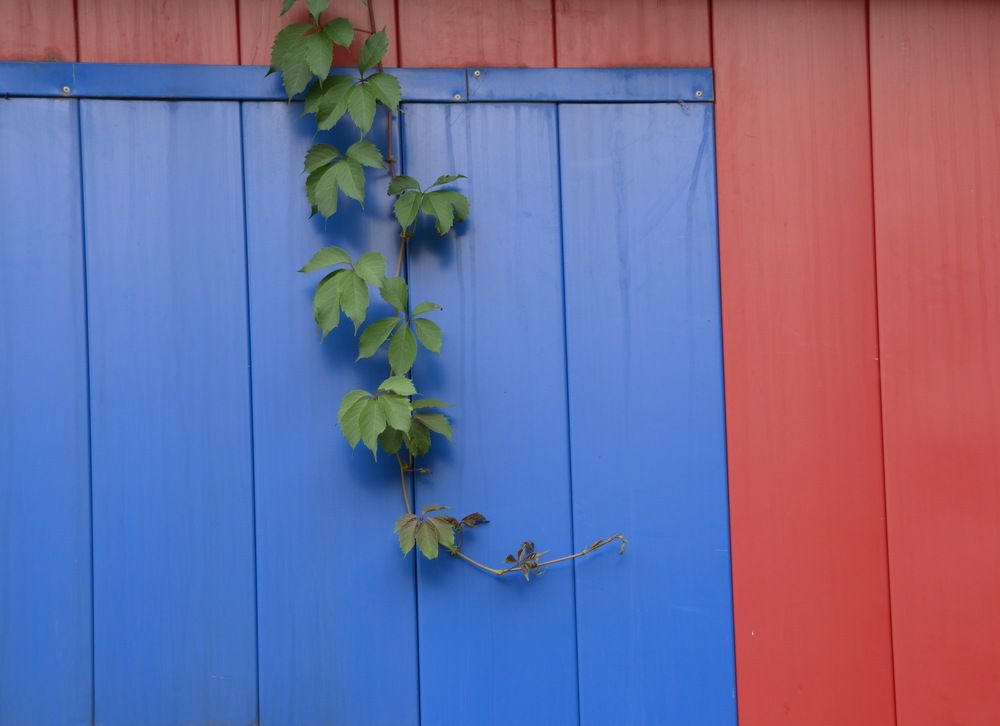 Про веточки.