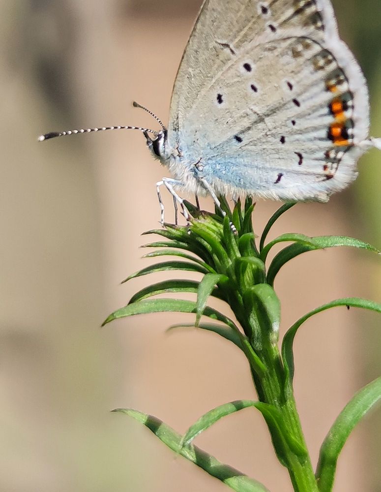 Photograph by Карина Берещанская