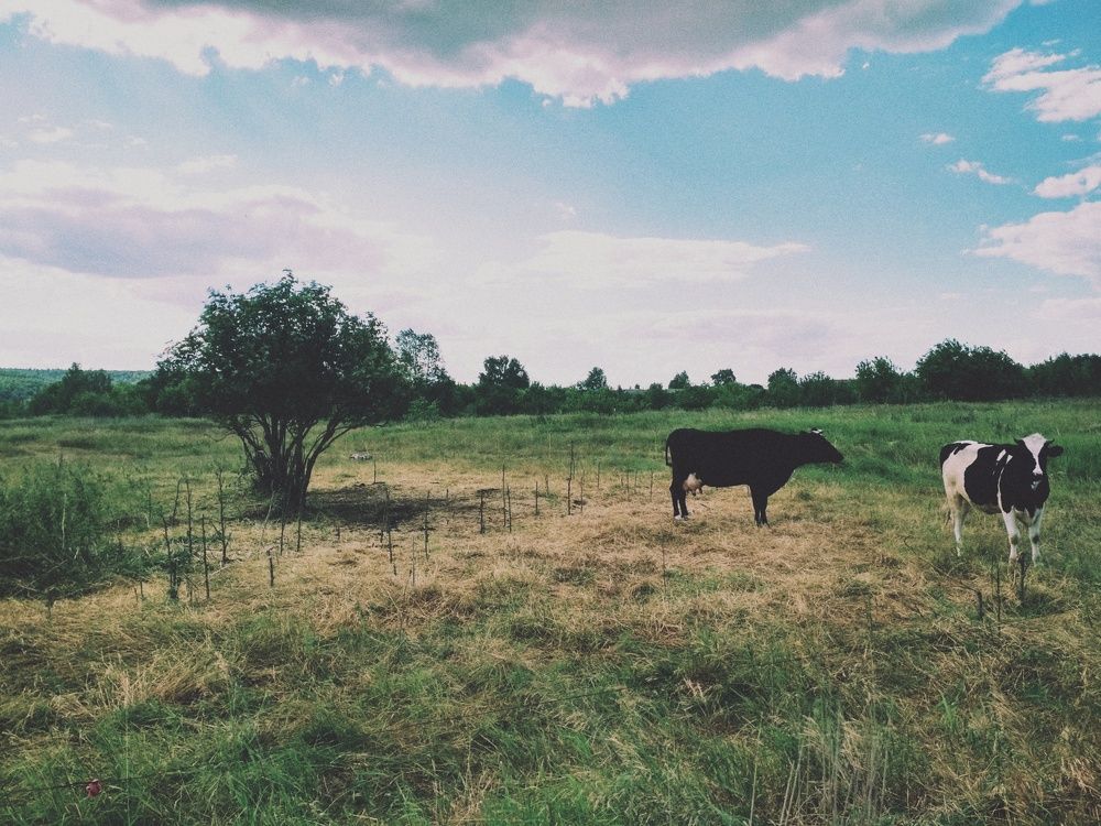 Photograph by Анна Копанева