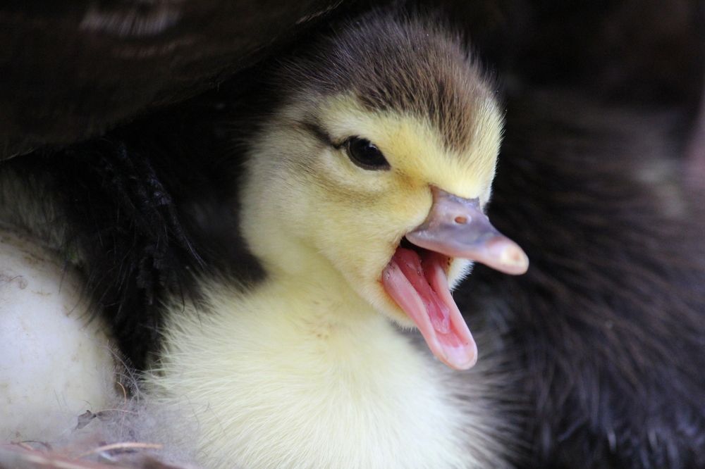 Photograph by Senthil Venugopalan