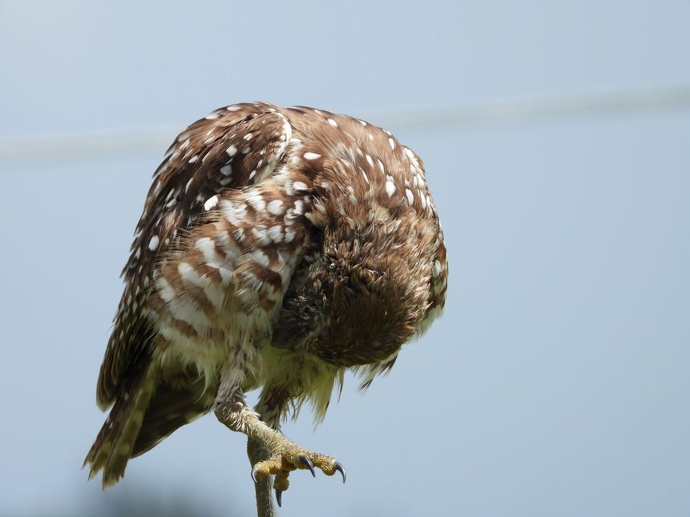 Different Actions of Burrowing Owl