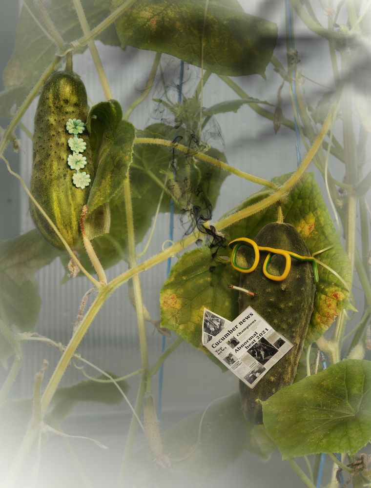 Сосед, ваш дым вреден для моей огуречности