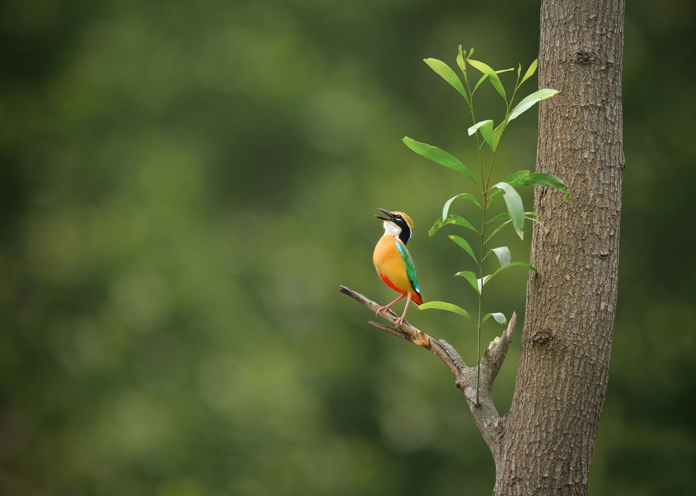 Photograph by SAIKAT BANIK