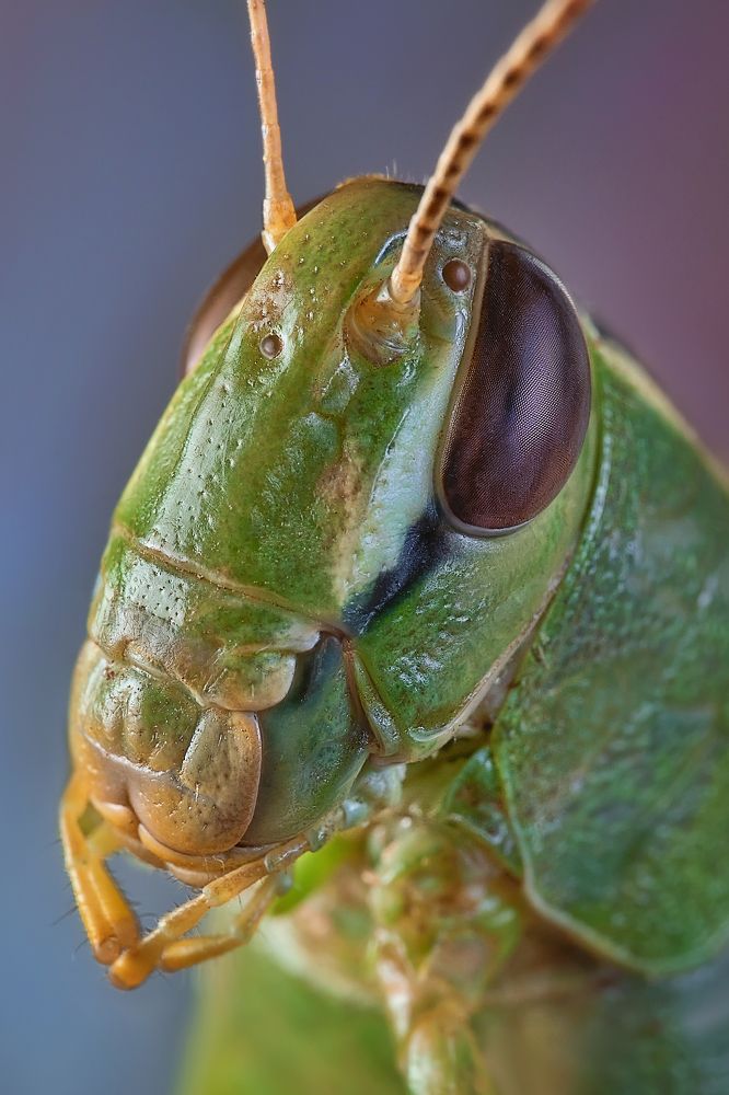Photograph by Сергей Алтуфьев