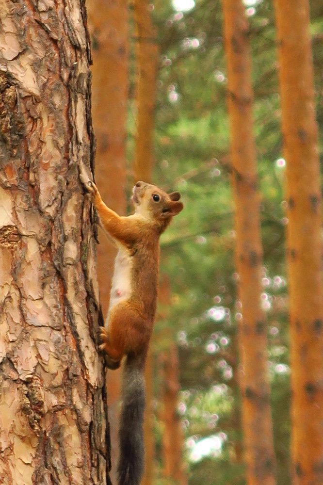 Photograph by Наталья Гаева