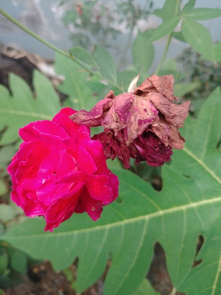 Photograph by Pravesh Sute