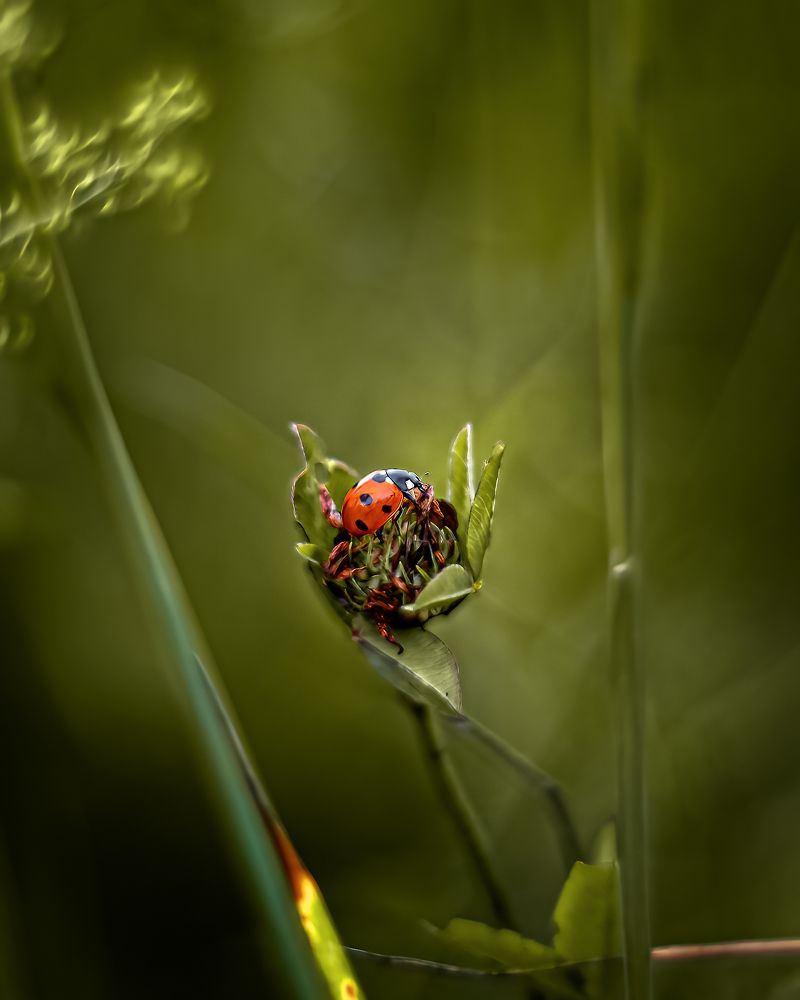 Photograph by Александр Соловьев