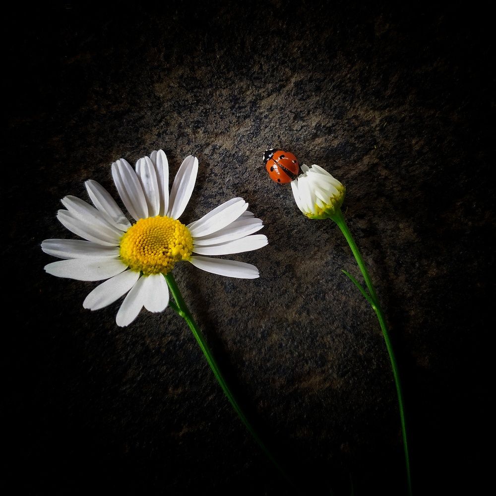 Photograph by Елена Павлова