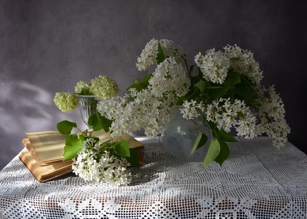 Белая сирень