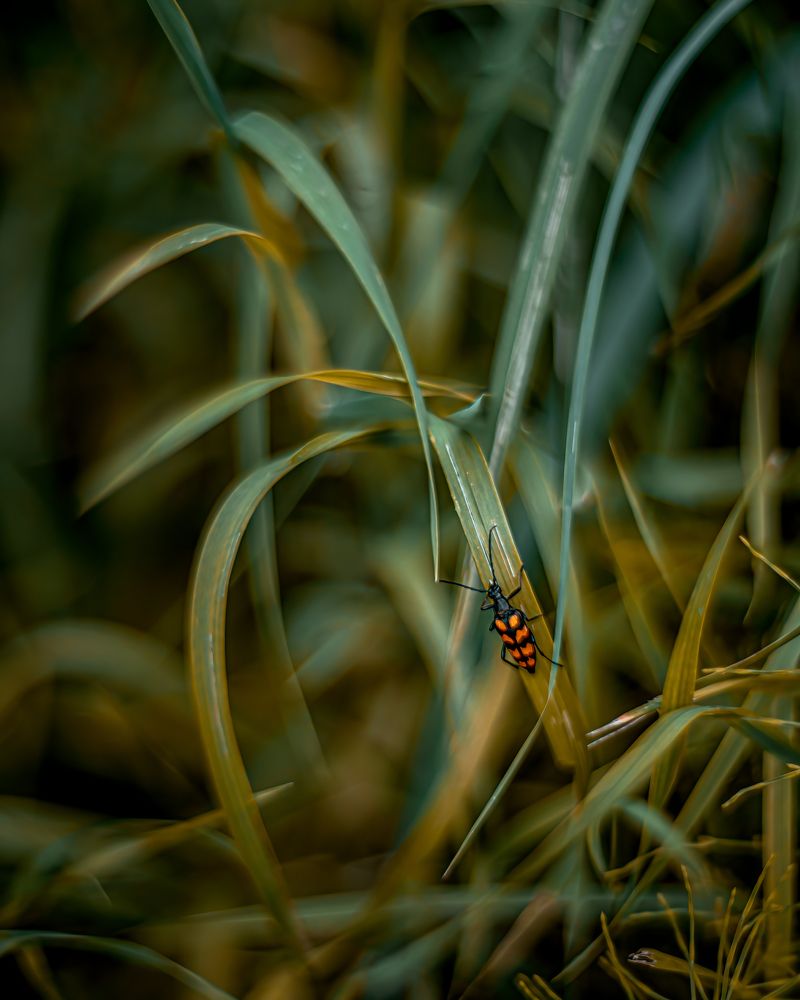 Photograph by Александр Соловьев