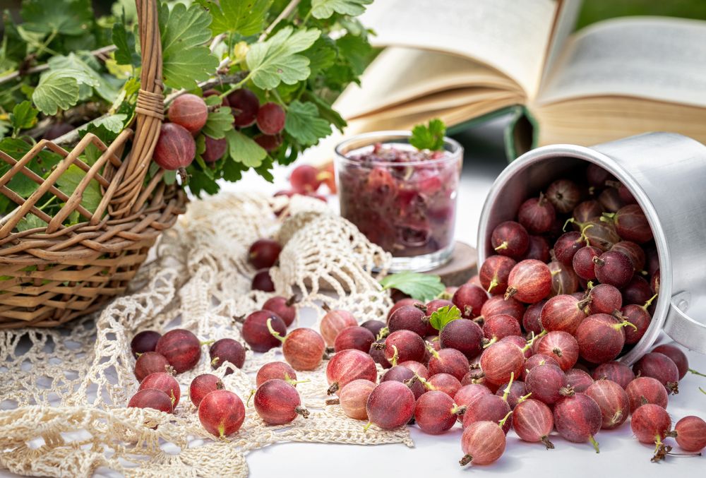 Still life of gooseberry berries on the table with a basket of branches