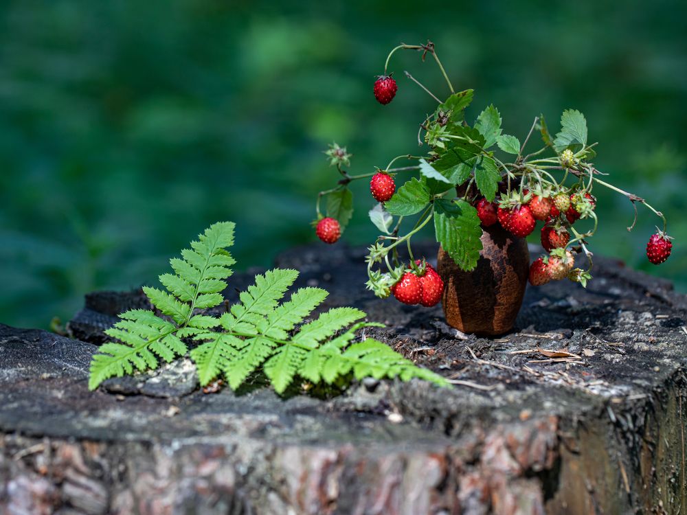 Photograph by Людмила Аксенова