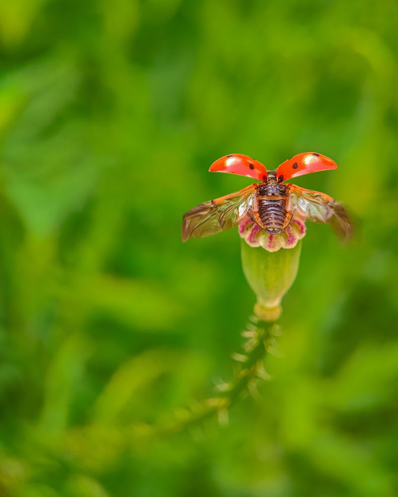 На старт. Внимание. Взлёт!