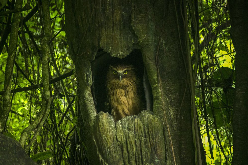 Photograph by Firly Febrian