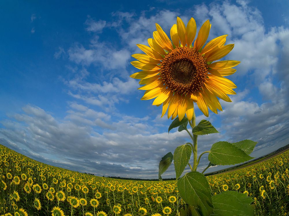 Фотография автора Елена Бурцева