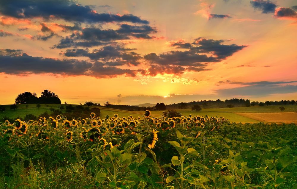 Photograph by Elena Wymann