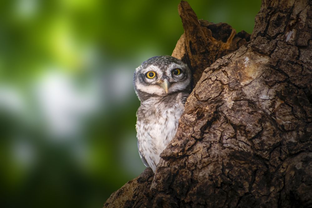 Spotted Owlet