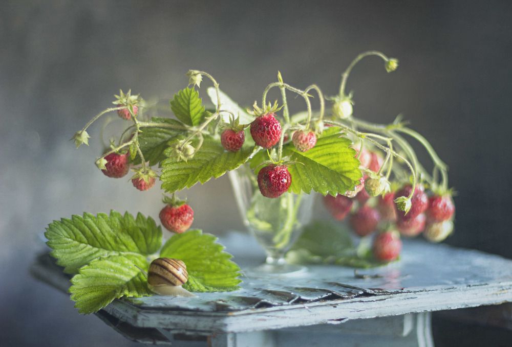 Земляничка