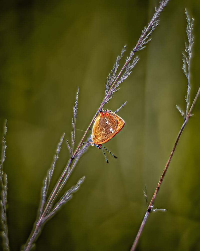 Photograph by Александр Соловьев