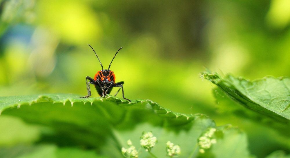 Наблюдатель