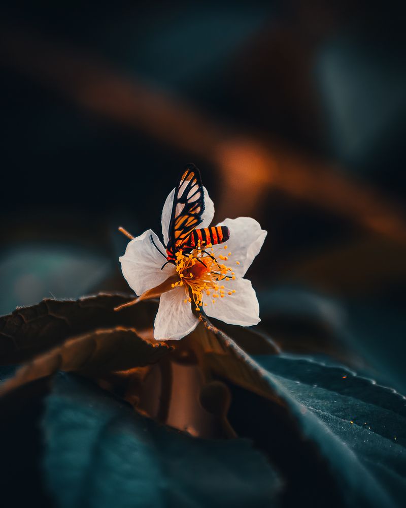 The Amata huebneri Wasp Moth